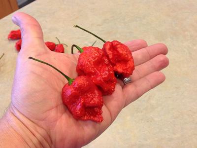 Inilah Carolina Reaper, Cabe Terpedas di Dunia